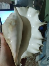 Conchiglia gigante Shell -