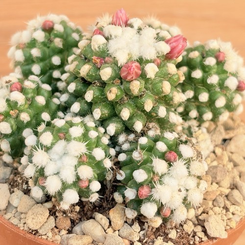 Mammillaria gracilis oruga - gracilis, cv.oruga