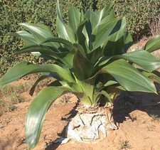 scilla marittima (Drimia