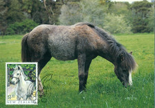 New Zealand 1999 Maxi Card