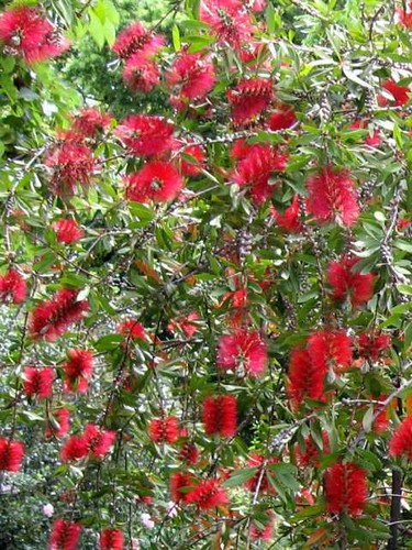 Pianta di callistemon - pz,