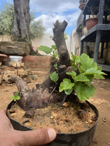 Bonsai ficus carica come - , in