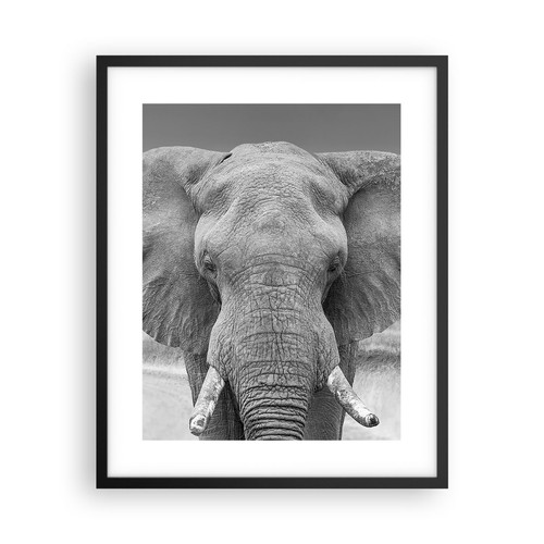 Poster 40x50cm elefante africa - poster,