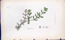 Vecchia stampa Peplis Portula