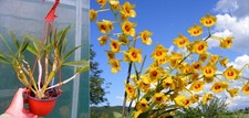 Dendrobium chrysotoxum