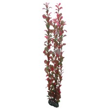 Hobby Ludwigia, 60 CM - Pianta