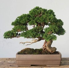 Semi di Cipresso - Cupressus Sempervirens per bonsai