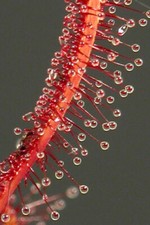 DROSERA CAPENSIS TUTTO ROSSO - 10 SEMI DI PIANTE CARNIVORE
