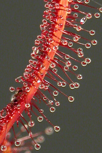 Drosera capensis all - drosera, red