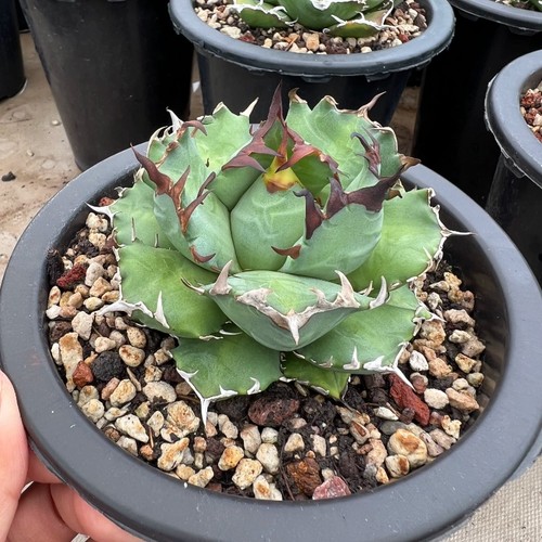 Pianta agave succulenta 6cm - succulenta,