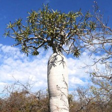 Pachypodium geayi (Mont Eliva, Madagascar) BAOBAB 6 cm - Madagascar-Baobab