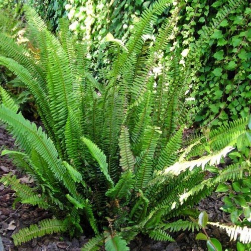 Nephrolepis cordifolia felce - nephrolepis,