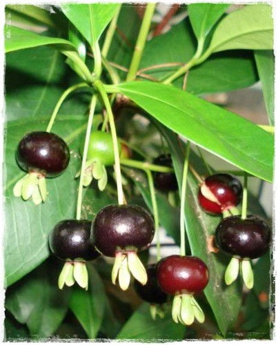 Pianta eugenia brasiliansis - eugenia,