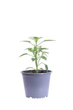 Pianta vera di Peperoncino