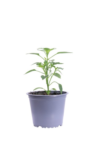 Pianta vera peperoncino - di,