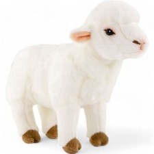 Pecora, agnello in piedi circa