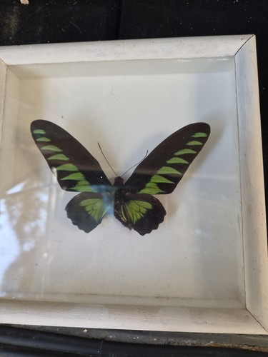 Papillon naturalisé