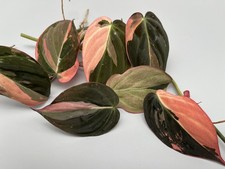Philodendron Micans rosa variegata talee