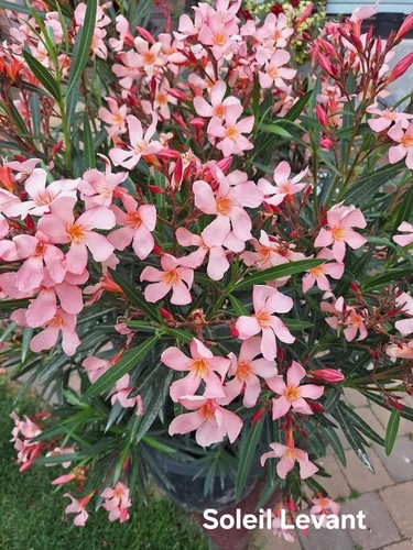 Oleandro nerium oleander - oleandro,