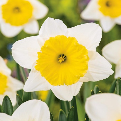 Narcisi bulbi fiori cipolle - narcisi,