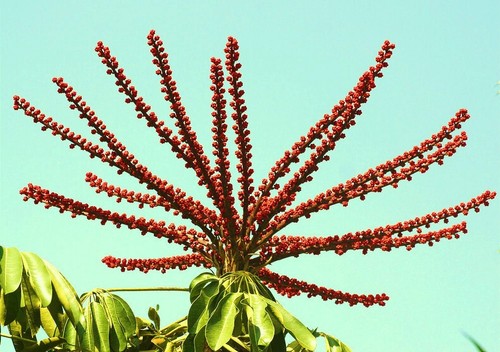 Schefflera actinophylla raro