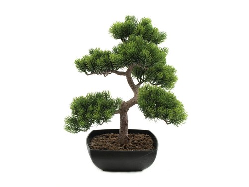 Europalms pino bonsai - europalms,