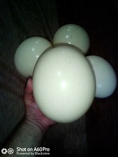 Uova struzzo da pitturare