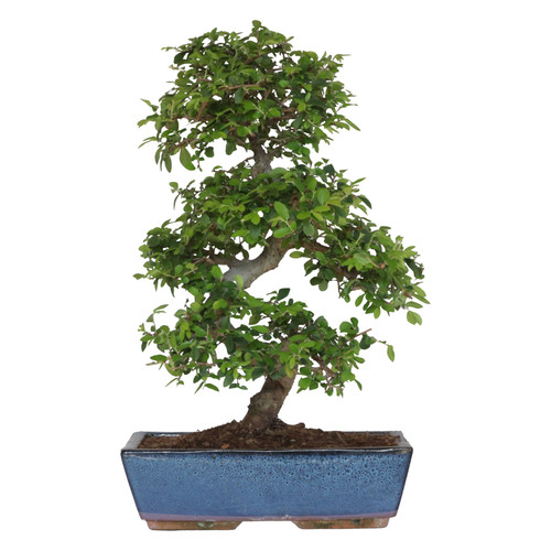 Kentis bonsai zelkova - di,