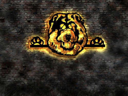Chow cucciolo - chow, no