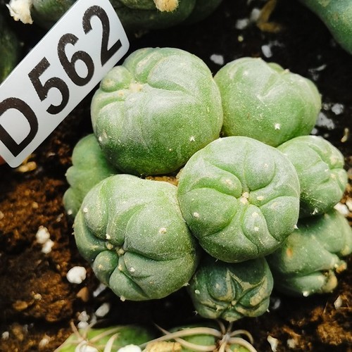 D562---radicata-