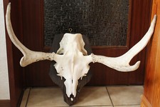 CORNA DI ALCE SVEDESE