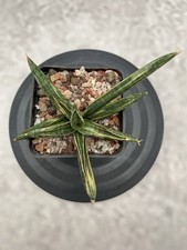 Sansevieria Blue Clone