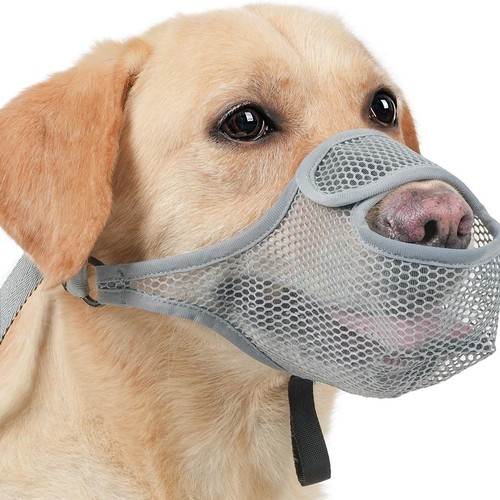 Per cani rete - , in