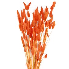 Lagurus Fiori Secchi