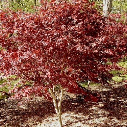 Acer acero palmatum - acero,