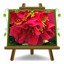 Camelia Rossa Margaret Wells