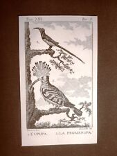 Upupa e Promerupa Incisione su