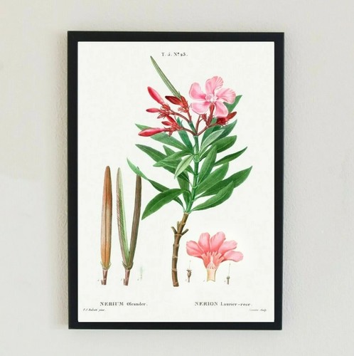 Illustrazione botanica vintage