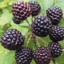 Lampone nero Black Jewel 2L -