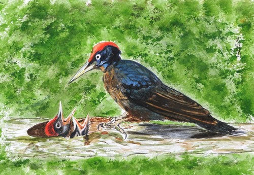 Disegno francese acquerello - disegno,