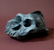 Australopithecus Aethiopicus