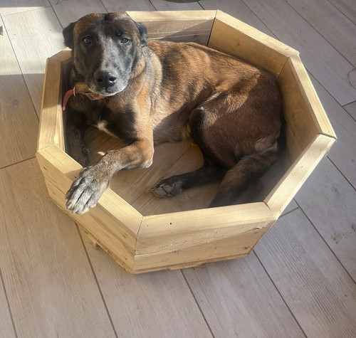 Cuccia legno - cuccia,