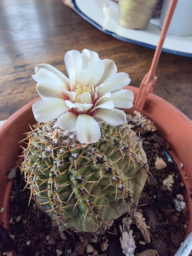 Gymnocalycium cactus globoso - gymnocalycium,