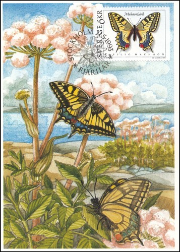 Old world swallowtail papilio - old,