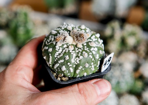 Astrophytum superkabuto - 49.,