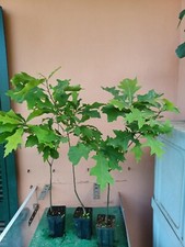 TERMINATI NON ACQUISTARE