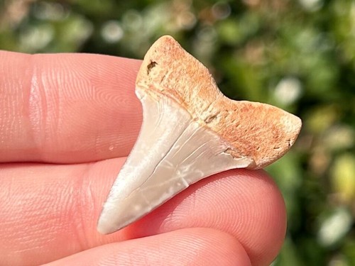 Bello dente squalo fossile - bello,