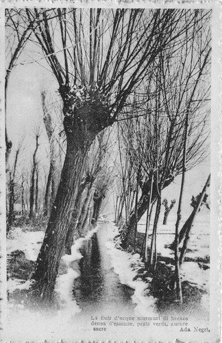 Cartolina postcard alberi - cartolina,