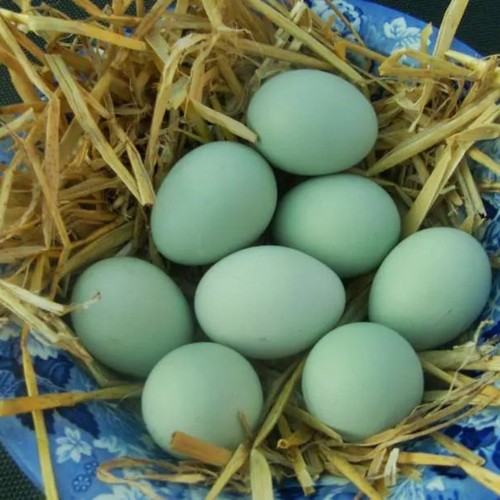 Uova fertili gallina - uova,