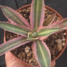 Agave lophantha f. variegata